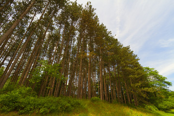 Fototapeta na wymiar Tree landscape.