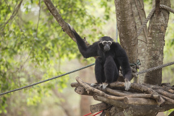 White cheeked gibbon