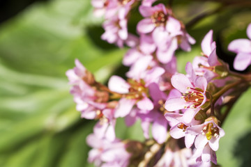 ヒマラヤユキノシタの花のアップ