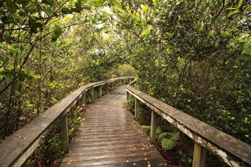 Fototapeta na wymiar Besuchersteg im Everglades Nationalpark (Shark Valley)