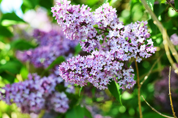 purple lilac