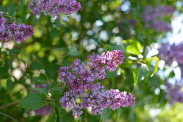 purple lilac