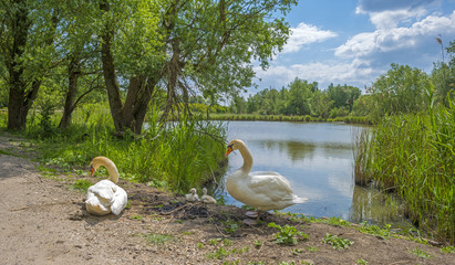 Fototapeta premium Swans and cygnets on the shore of a lake in spring