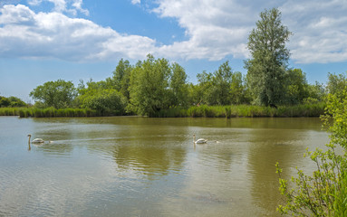 Swans and cygnets swimming in a lake in spring