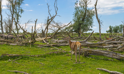 Red deer and horses in nature in spring © Naj