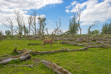 Red deer and horses in nature in spring