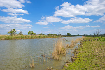Geese swimming in a canal through nature in spring