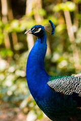 Fototapeta premium Peacock head