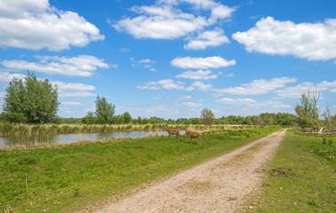 Red deer on the shore of a river in spring