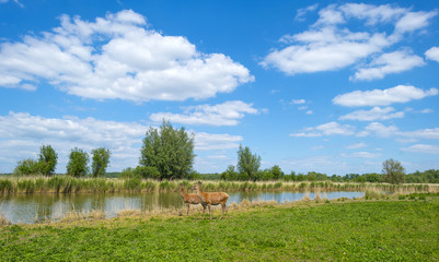 Red deer on the shore of a river in spring