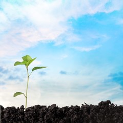 Seedling, Tree, Oak.