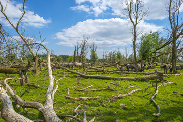 Herd of konik horses in nature in spring © Naj