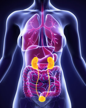 Human Kidneys Anatomy