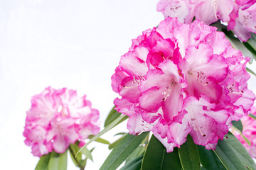 白からピンクのシャクナゲの花