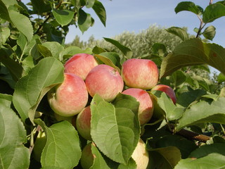 Яблоня с красными яблоками