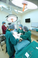group of veterinarian surgery in operation room