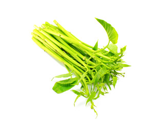 water spinach isolated on white background