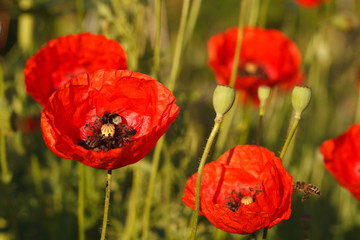 Obraz na płótnie Canvas Background of flowering red poppies close-up
