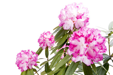 白からピンクのシャクナゲの花