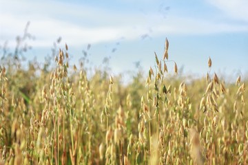 Oat or Avena sativa cereal ears are standing in farm field