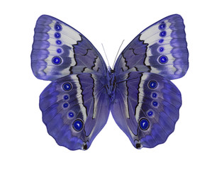 macro photo of light blue butterfly on white