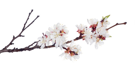 white sakura blooms on dark brown branch