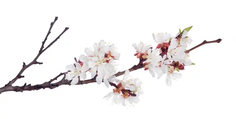 Fotobehang Kersenbloesem white sakura blooms on dark brown branch