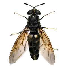 Wasp isolated on the white background 