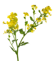 yellow isolated wild mustard flowers