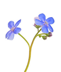 Fototapeta na wymiar small two blue forget-me-not flowers on white