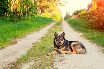 Dog sitting on the dirt road in countryside