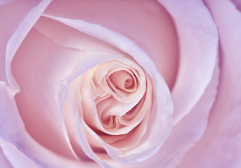 delicate light lilac rose closeup