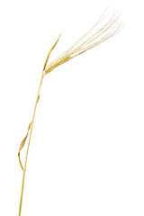 dry single ear of barley on white