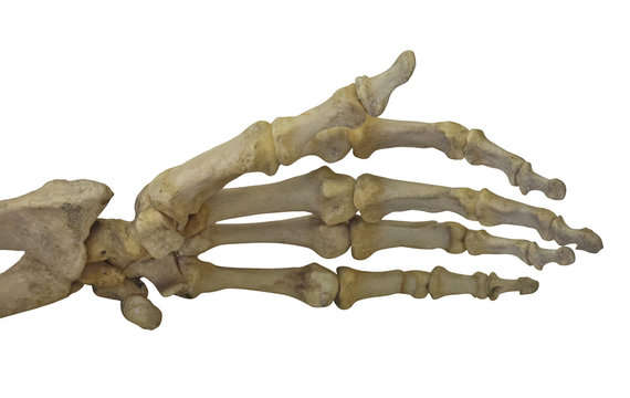 skeleton arm isolated on white