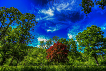 Obraz premium Tree landscape.