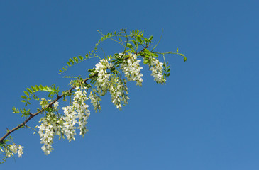 Obraz premium Branch of acacia against pure blue sky at flowering season