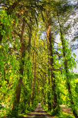 Fototapeta premium Tree landscape.