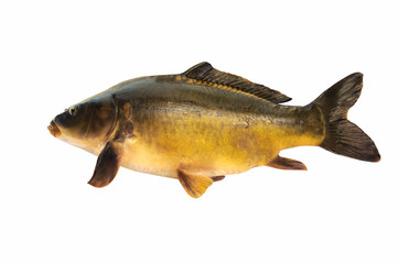 Fische 47
