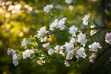 apple-tree flowers.