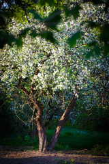 apple-tree with flowers.