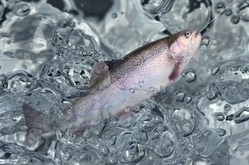 Fische 134