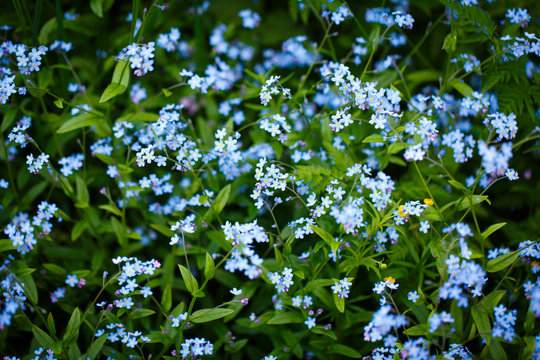 Little Blue Flowers