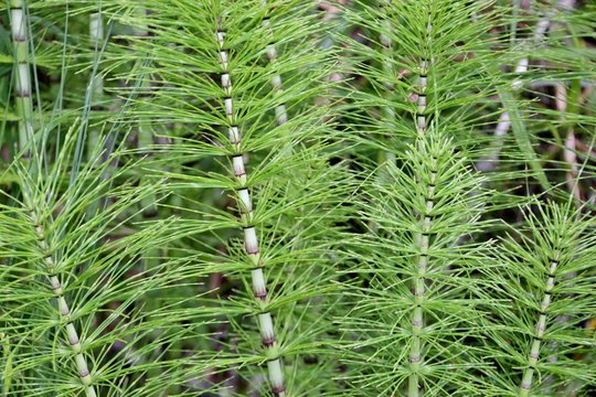 Pr&ecirc;le, queue de chat