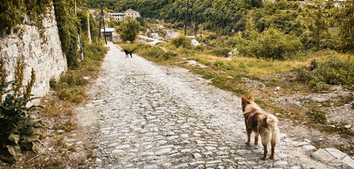 Fototapeta premium Two Dogs
