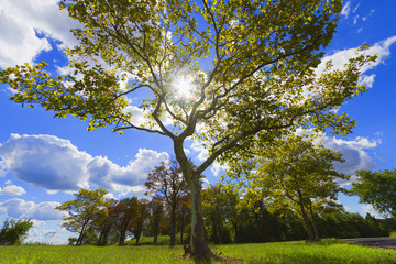 Tree landscape.