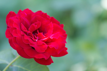 Beautiful rose flower