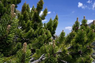 pine