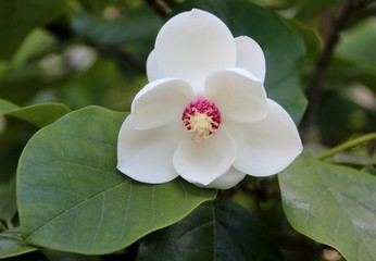 Fototapeta premium Magnolia
