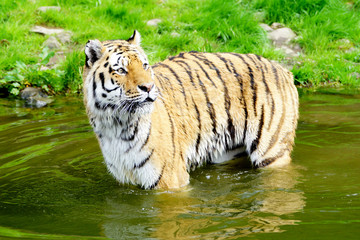 Fototapeta na wymiar Sibirischer Tiger steht im Wasser