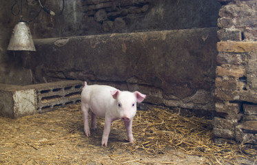 Cucciolo di maialino nella stalla